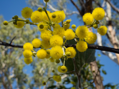 Acacia dunnii (Acacia dunnii)