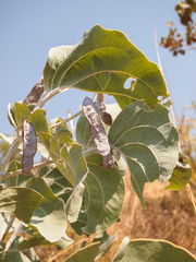 Acacia dunnii (Acacia dunnii)