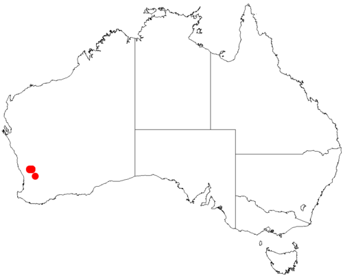 Acacia dura: Acacia dura occurrence data from Australasian Virtual Herbarium downloaded from https://doi.org/10.26197/5c0b1388984eb on 8 December 2018