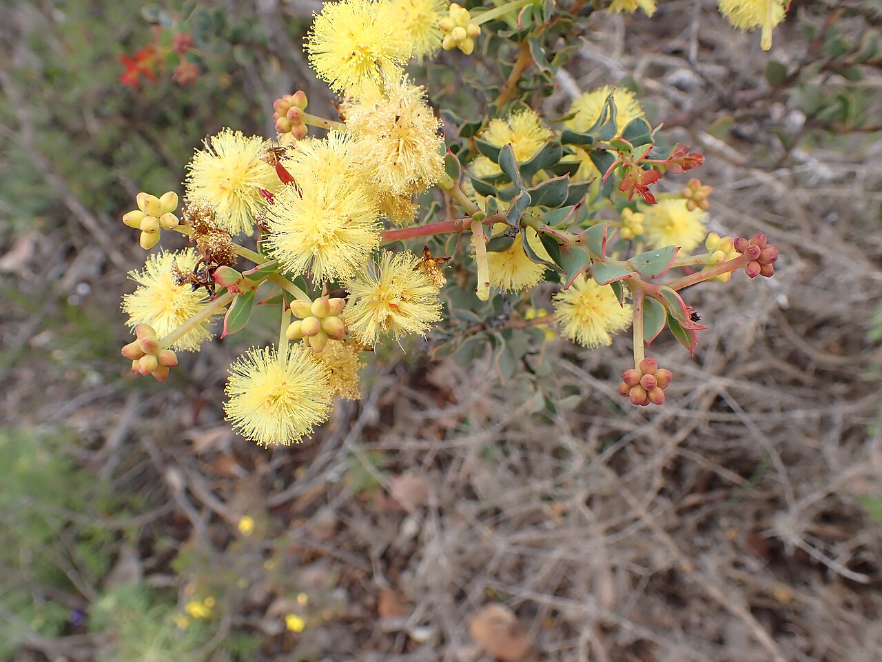Acacia durabilis: Acacia durabilis on the road to the tower from Archer Drive on the Ravensthorpe Range