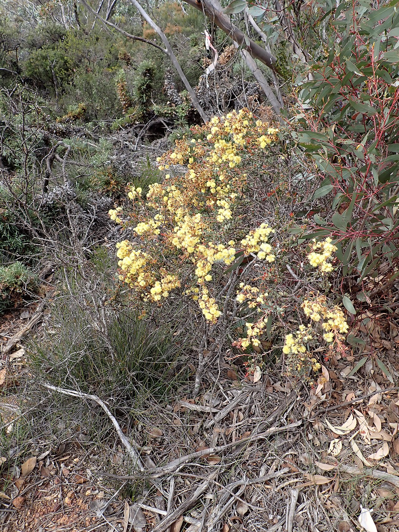 Acacia durabilis: Acacia durabilis on the road to the tower from Archer Drive on the Ravensthorpe Range near Ravensthorpe, Western Australia