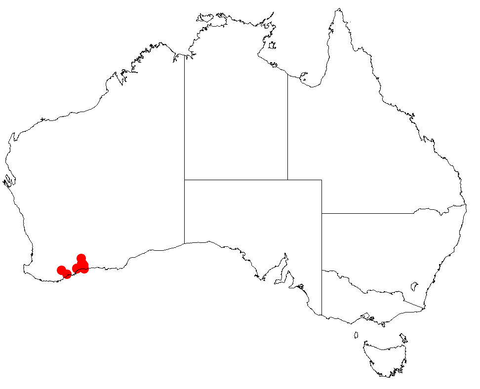 Acacia durabilis: Acacia durabilis occurrence data from Australasian Virtual Herbarium downloaded from https://doi.org/10.26197/5c0b1388984eb on 8 December 2018