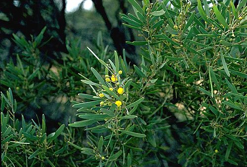 Acacia duriuscula: Acacia duriuscula 111 km N of Northampton on North West Coastal Highway, Western Australia