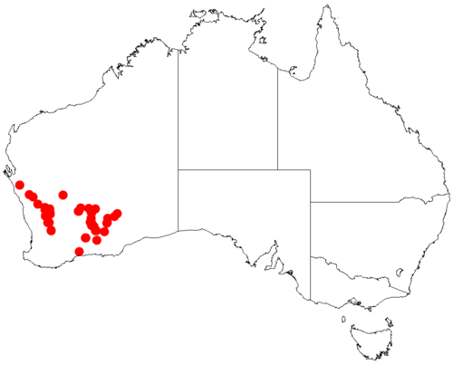 Acacia duriuscula: Acacia duriuscula occurrence data from Australasian Virtual Herbarium downloaded from https://doi.org/10.26197/5c0b1388984eb on 8 December 2018