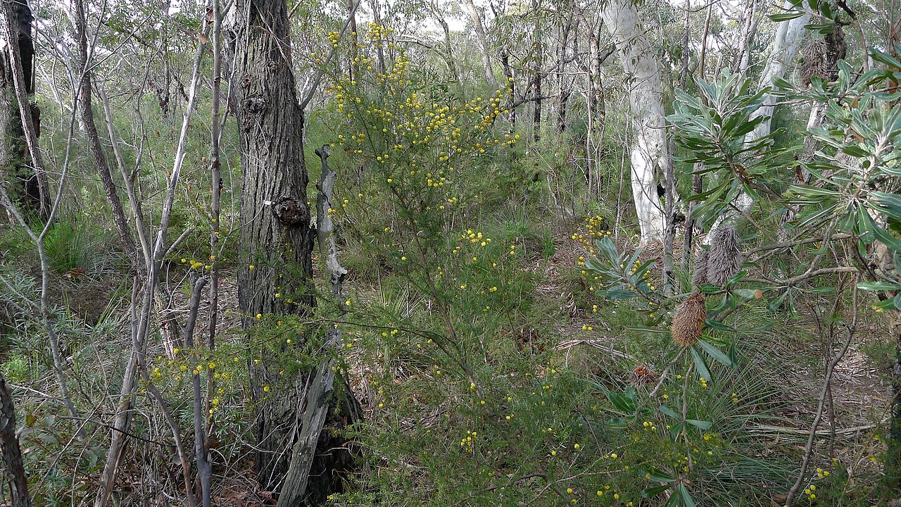Acacia echinula: Acacia echinula . Royal National Park, NSW Australia, August 2011.