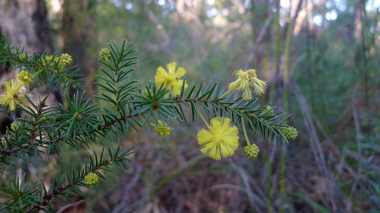 Acacia echinula: Acacia echinula . Looking a lot like Acacia ulicifolia , but with the wrong colour flowers. Burnum Burnum Reserve, Jannali NSW Australia, July 2013.