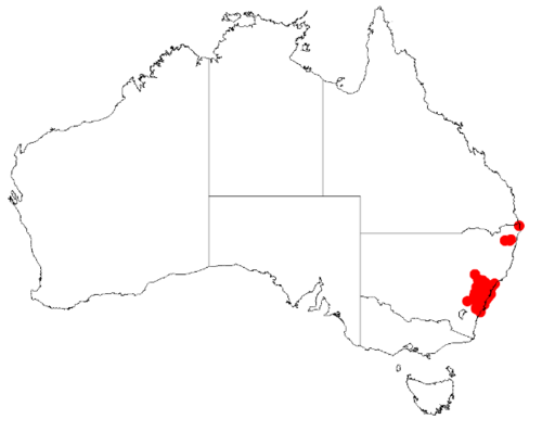 Acacia echinula: Acacia echinula Occurrence data from Australasia Virtual Herbarium downloaded from https://doi.org/10.26197/5c0b1388984eb on 8 December 2018