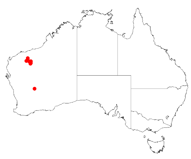 Acacia effusa: Acacia effusa Occurrence data from Australasia Virtual Herbarium downloaded from https://doi.org/10.26197/5c0b1388984eb on 8 December 2018