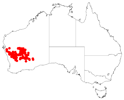 Acacia effusifolia: Acacia effusifolia Occurrence data from Australasia Virtual Herbarium downloaded from https://doi.org/10.26197/5c0b1388984eb on 8 December 2018