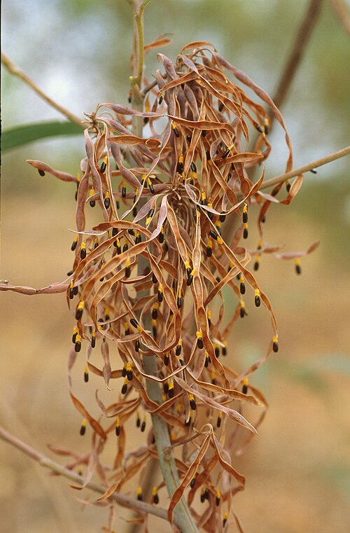 Acacia elachantha: Acacia elachantha seed pods. Photo credit: Maurice MacDonald