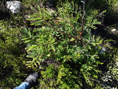 Cedar wattle (Acacia elata)