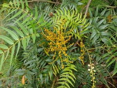 Cedar wattle (Acacia elata)