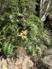 Cedar wattle (Acacia elata)