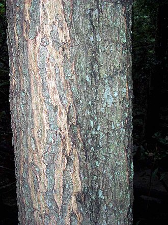Cedar wattle: trunk of Acacia elata, Springwood NSW. This tree around 20 metres tall