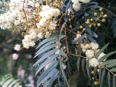 Cedar wattle (Acacia elata)