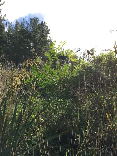 Cedar wattle (Acacia elata)