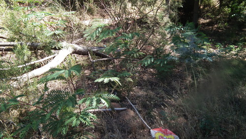 Cedar wattle (Acacia elata)