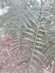 Cedar wattle (Acacia elata)