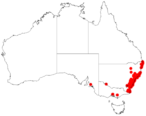 Acacia elongata: Acacia elongata Occurrence data from Australasia Virtual Herbarium downloaded from https://doi.org/10.26197/5c0b1388984eb on 8 December 2018