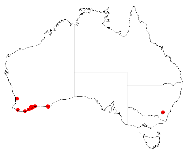 Acacia empelioclada: Acacia empelioclada Occurrence data from Australasia Virtual Herbarium downloaded from https://doi.org/10.26197/5c0b1388984eb on 8 December 2018