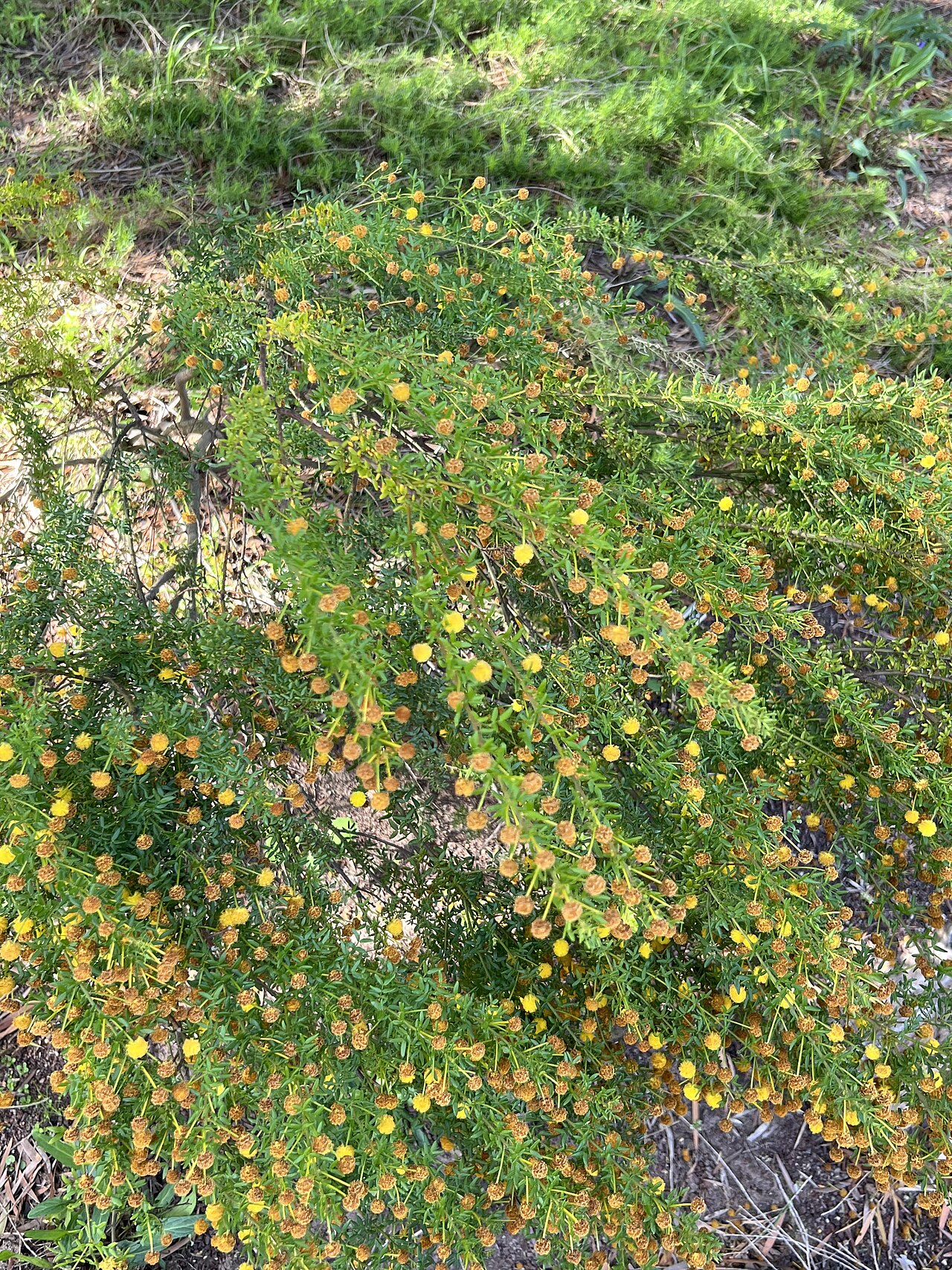 Acacia empelioclada: Habit
