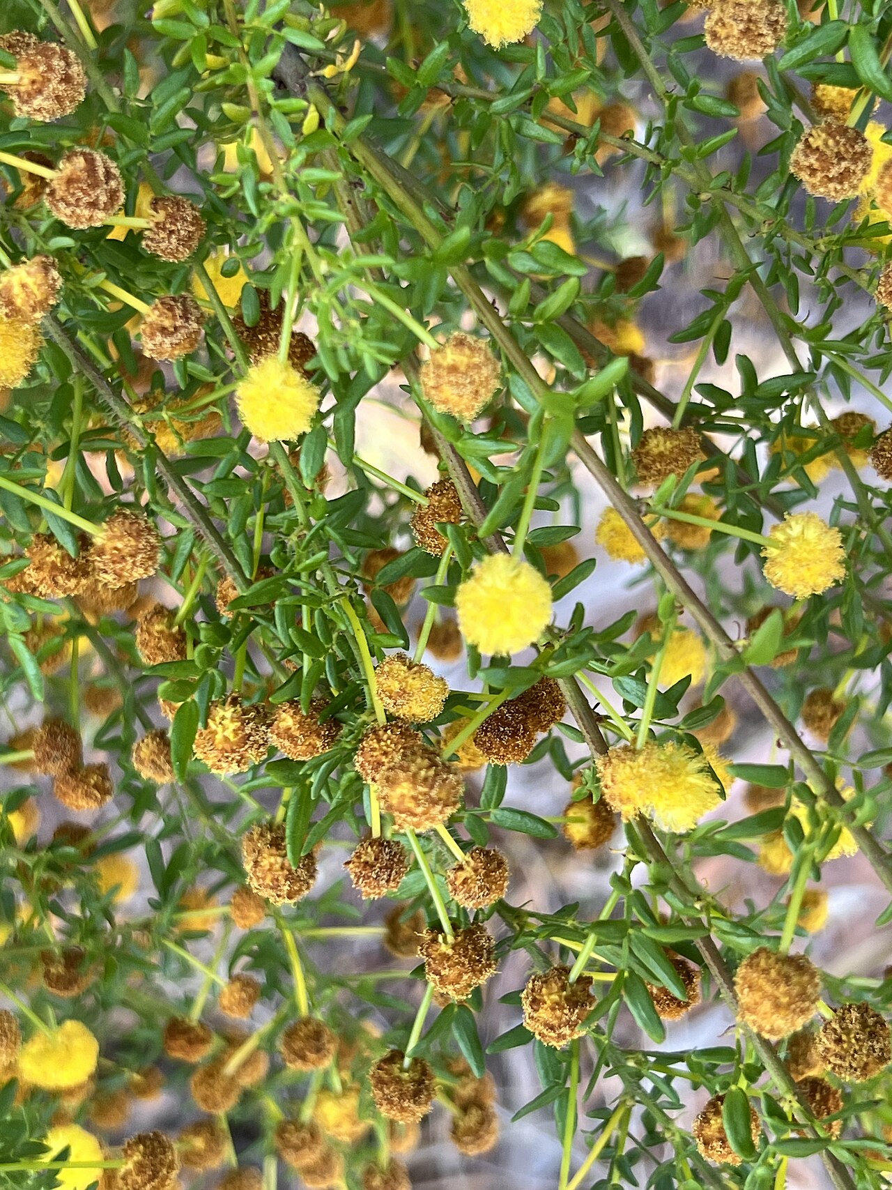 Acacia empelioclada: Acacia empelioclada