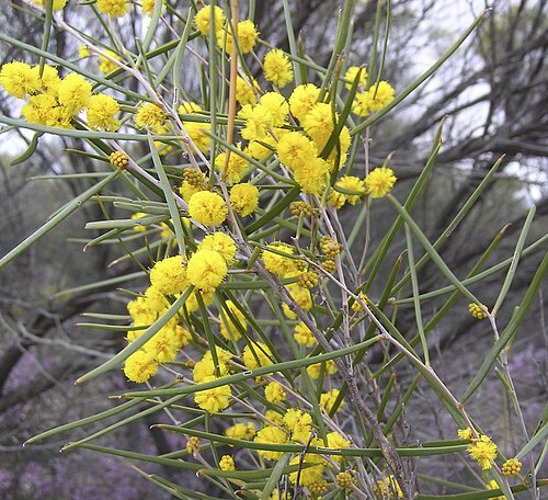 Acacia enervia: Acacia enervia ssp explicata