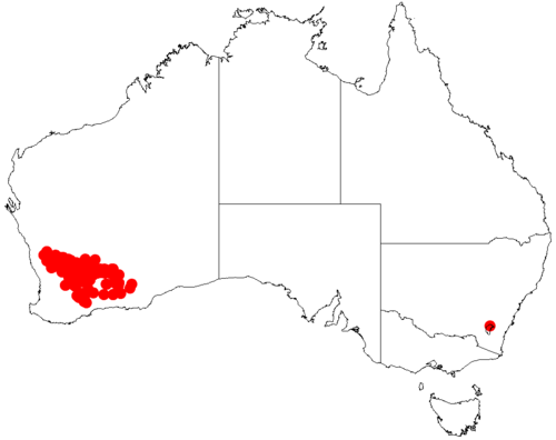 Acacia enervia (Acacia enervia)