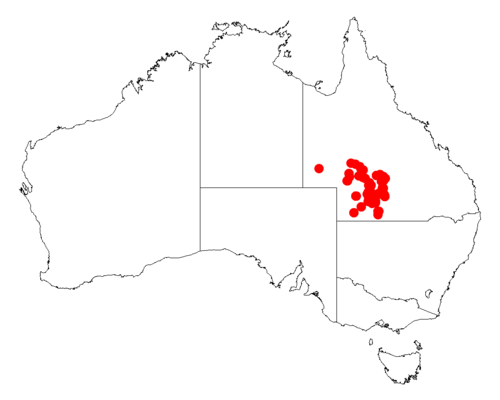 Acacia ensifolia: Acacia ensifolia occurrence data from Australasian Virtual Herbarium downloaded from https://doi.org/10.26197/5c06138894b on December 8 2018