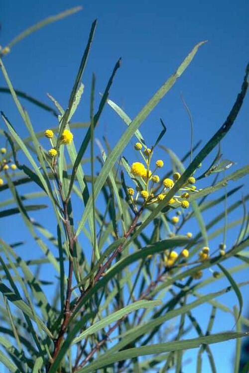 Acacia ensifolia: Acacia ensifolia near the Adavale-Blackall road, about 78 km N from junction with Adavale-Milo road, Queensland