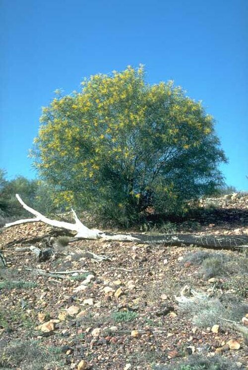 Acacia ensifolia: Acacia ensifolia near the Adavale-Blackall road, about 78 km N from junction with Adavale-Milo road, Queensland
