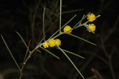 Acacia enterocarpa: Acacia enterocarpa in the Australian National Botanic Gardens