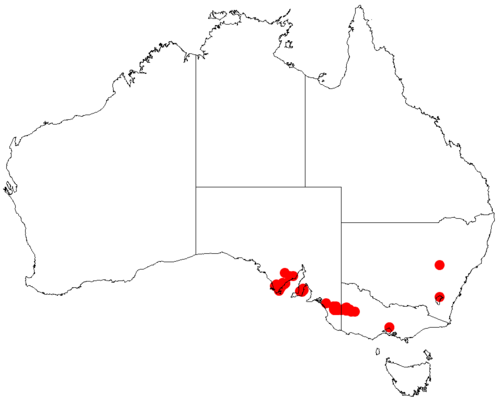 Acacia enterocarpa: Acacia enterocarpa occurrence data from Australasian Virtual Herbarium downloaded from https://doi.org/10.26197/5c06138894b on December 8 2018