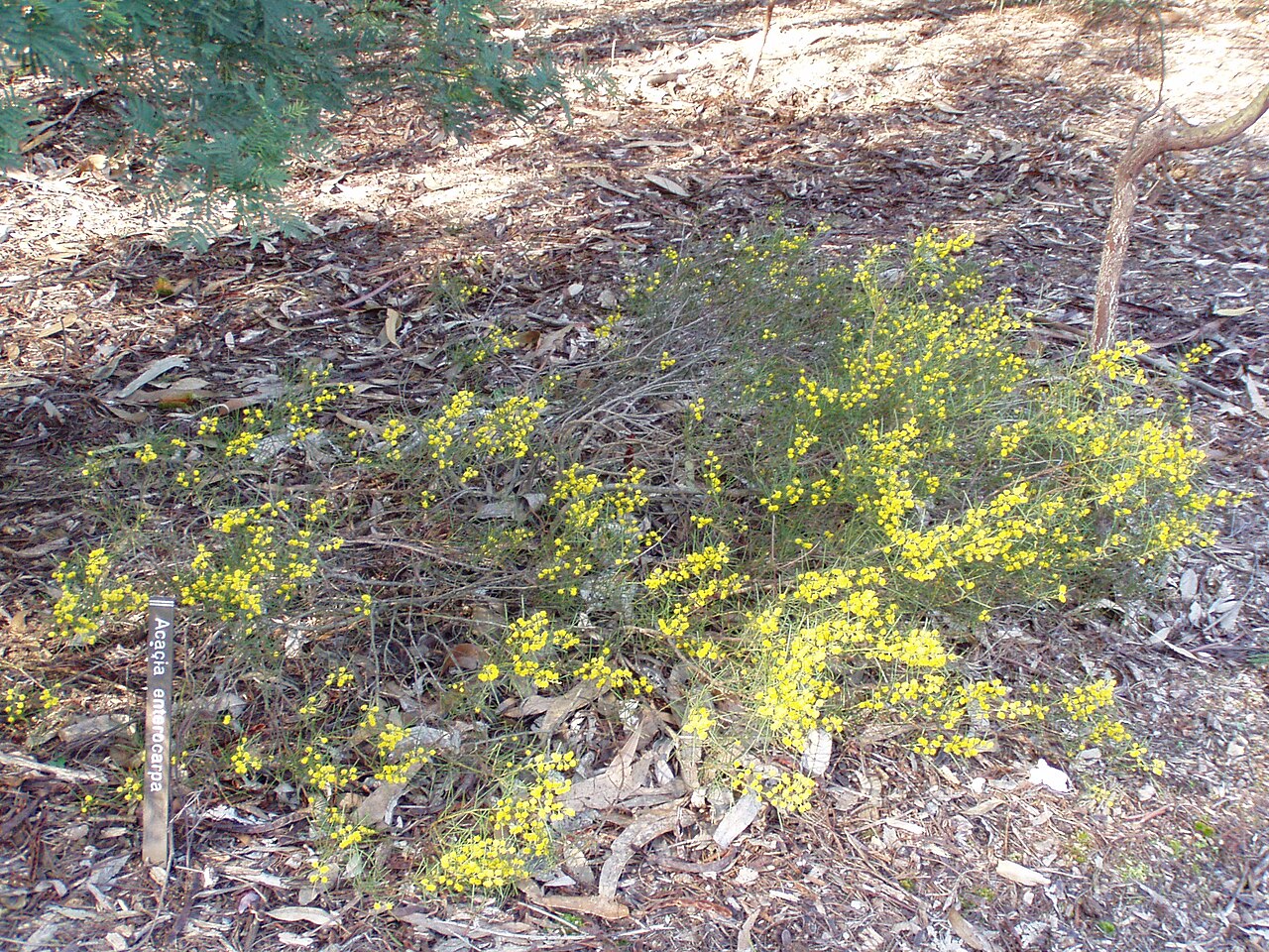 Acacia enterocarpa: Description: Jumping Jack Wattle ( Acacia enterocarpa ) Location: Australian National Botanic Gardens, Canberra, Australian Capital Territory, Australia Date: 2