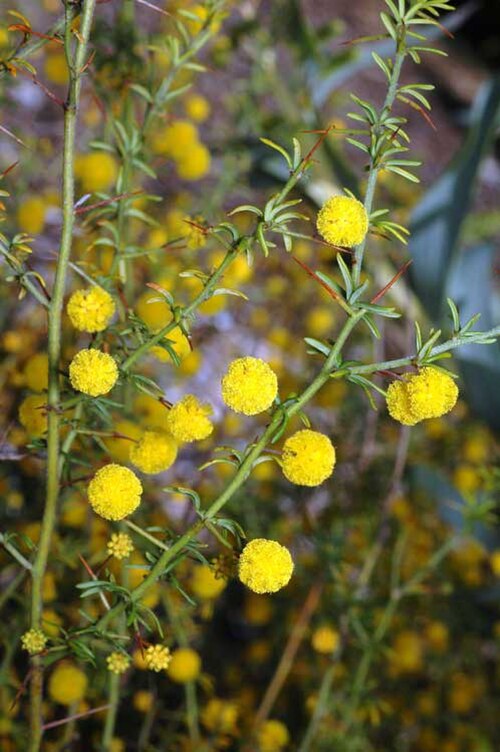 Acacia epacantha: Acacia epacantha in the Australian National Botanic Gardens