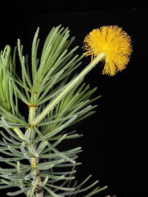 Acacia equisetifolia: Acacia equisetifolia in the Australian National Botanic Gardens