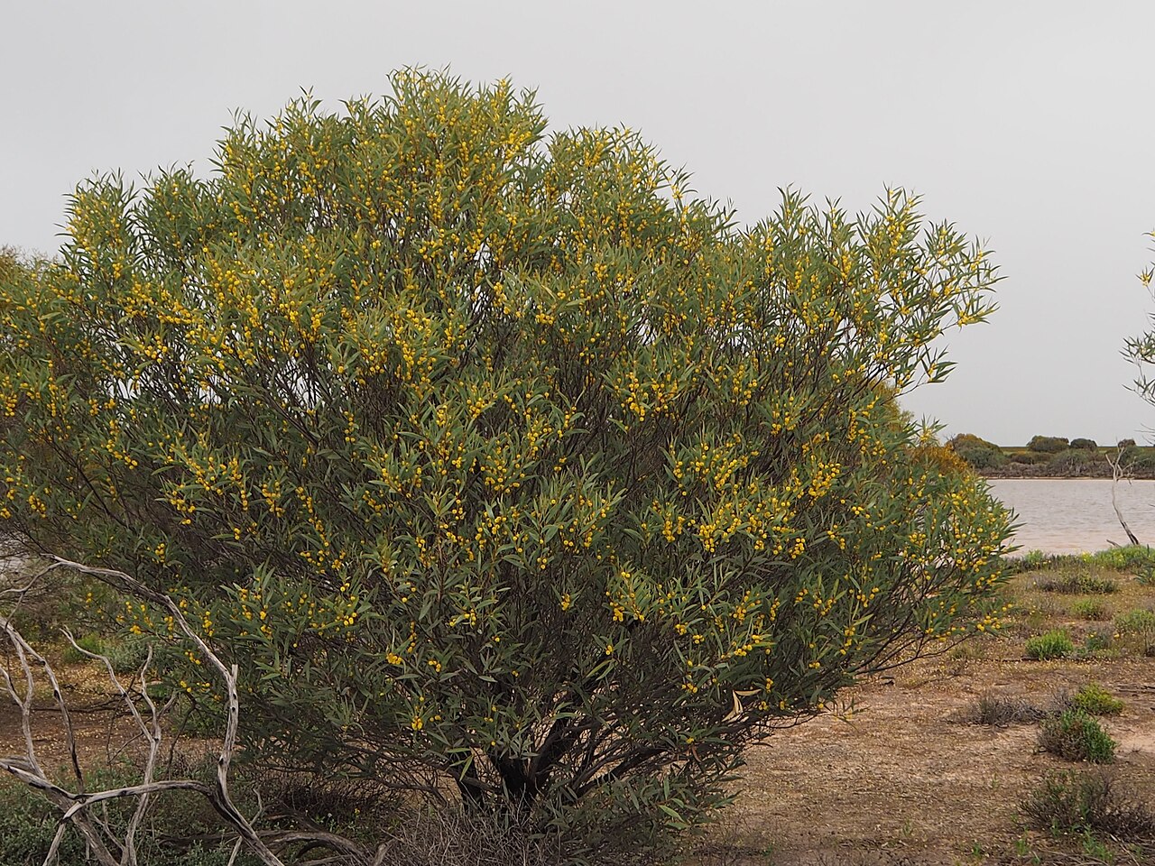 Acacia eremaea: Acacia eremaea habit near a salt lake north of Ballidu, Western Australia