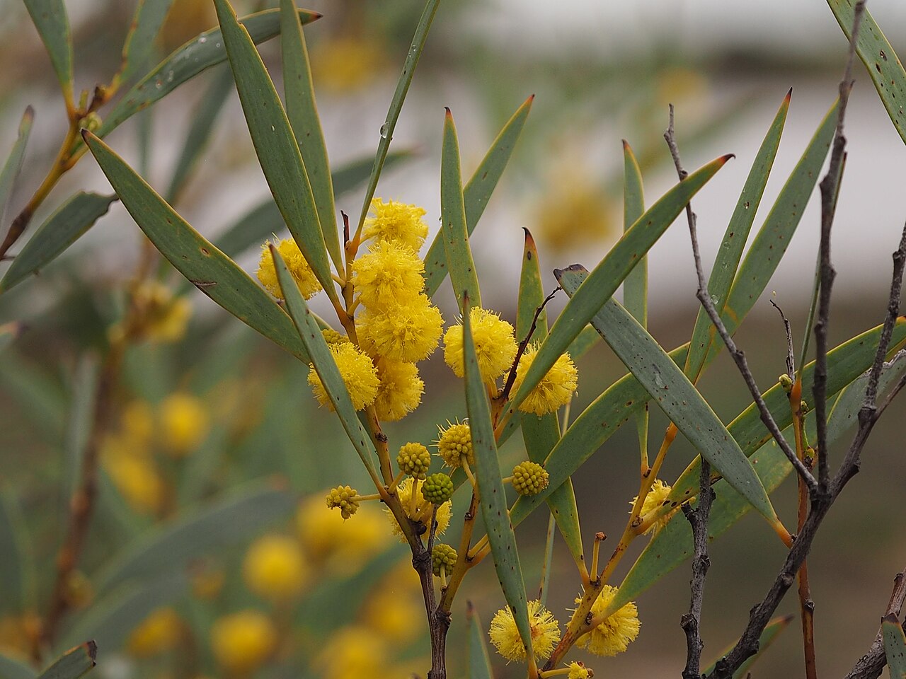 Acacia eremaea: Acacia eremaea on a low sandy rise near a salt lake, about 9.5 km north of Ballidu