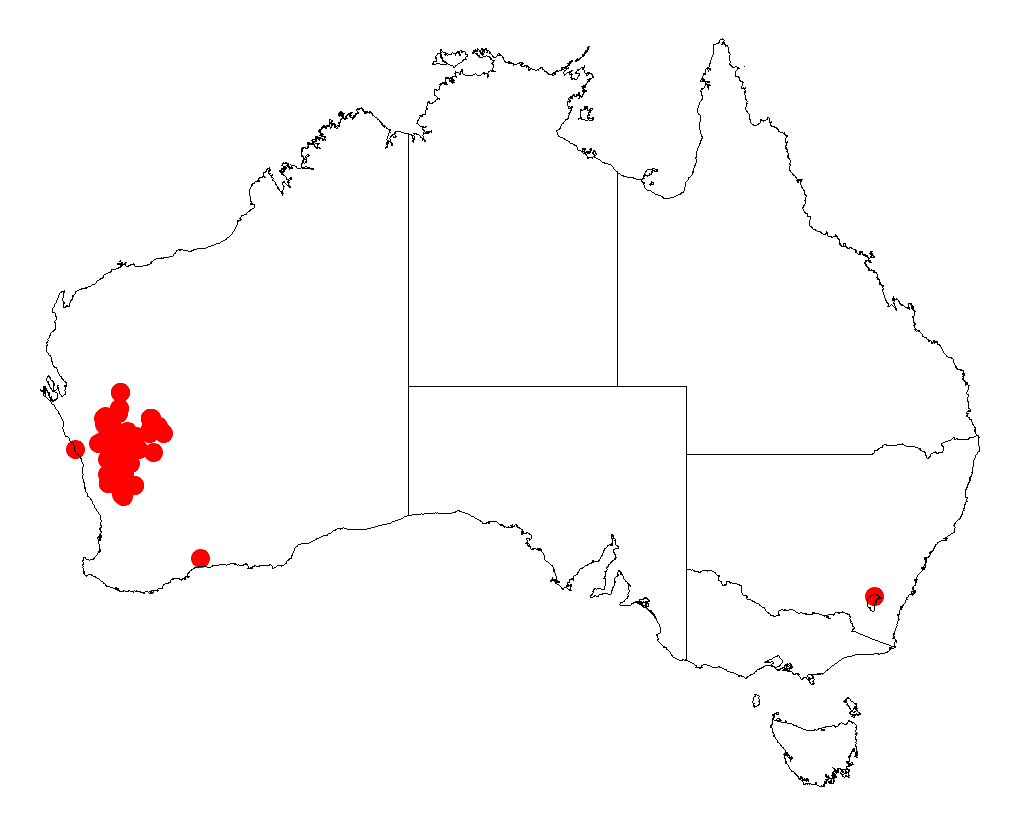 Acacia eremaea: Acacia eremaea occurrence data from Australasian Virtual Herbarium downloaded from https://doi.org/10.26197/5c06138894b on December 8 2018