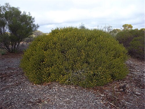 Acacia eremophila: Acacia eremophila in the Australian Arid Lands Botanic Gardens, Port Augusta, South Australia