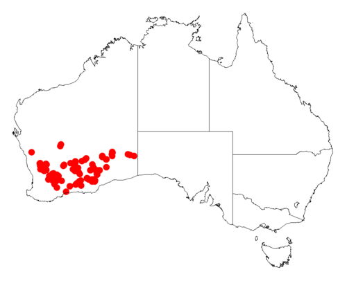 Acacia eremophila: Acacia eremophila occurrence data from Australasian Virtual Herbarium downloaded from https://doi.org/10.26197/5c06138894b on December 8 2018