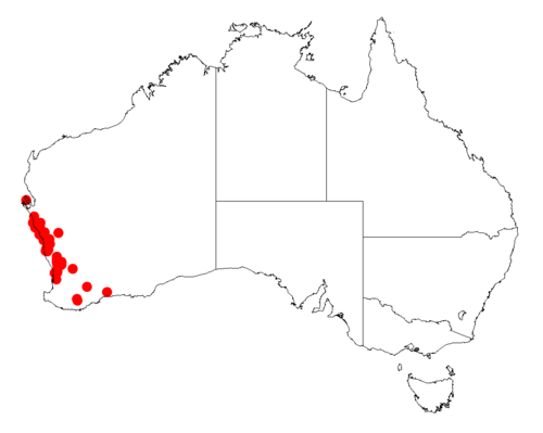 Acacia ericifolia: Acacia ericifolia occurrence data from Australasian Virtual Herbarium downloaded from https://doi.org/10.26197/5c06138894b on December 8 2018
