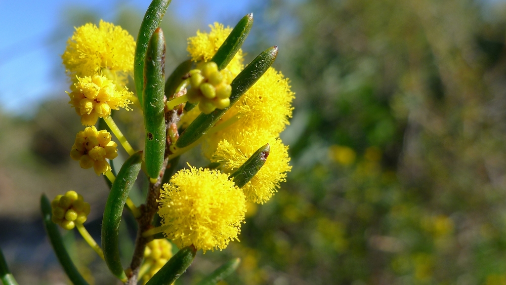 Acacia ericifolia (Acacia ericifolia)