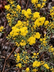 Acacia ericifolia (Acacia ericifolia)