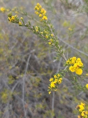 Acacia ericifolia (Acacia ericifolia)