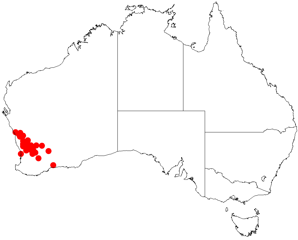 Acacia ericksoniae: Acacia ericksoniae occurrence data from Australasian Virtual Herbarium downloaded from https://doi.org/10.26197/5c06138894b on December 8 2018