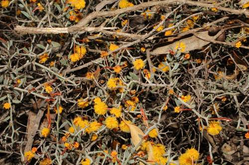 Acacia erinacea (Acacia erinacea)