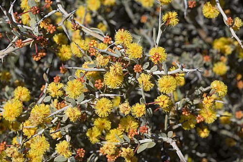 Acacia erinacea: Acacia erinacea about 500 metres north of the Eyre Highway along track to microwave tower, South Australia