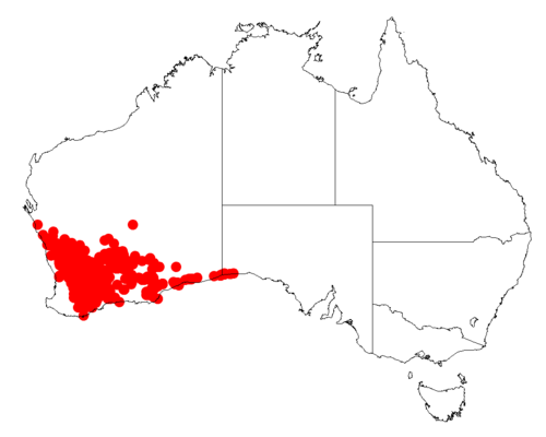 Acacia erinacea: Acacia erinacea occurrence data from Australasian Virtual Herbarium downloaded from https://doi.org/10.26197/5c06138894b on December 8 2018