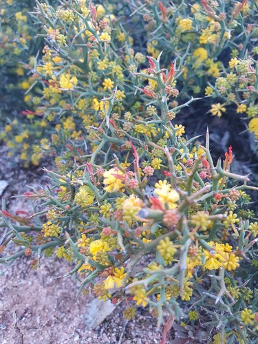 Acacia erinacea (Acacia erinacea)